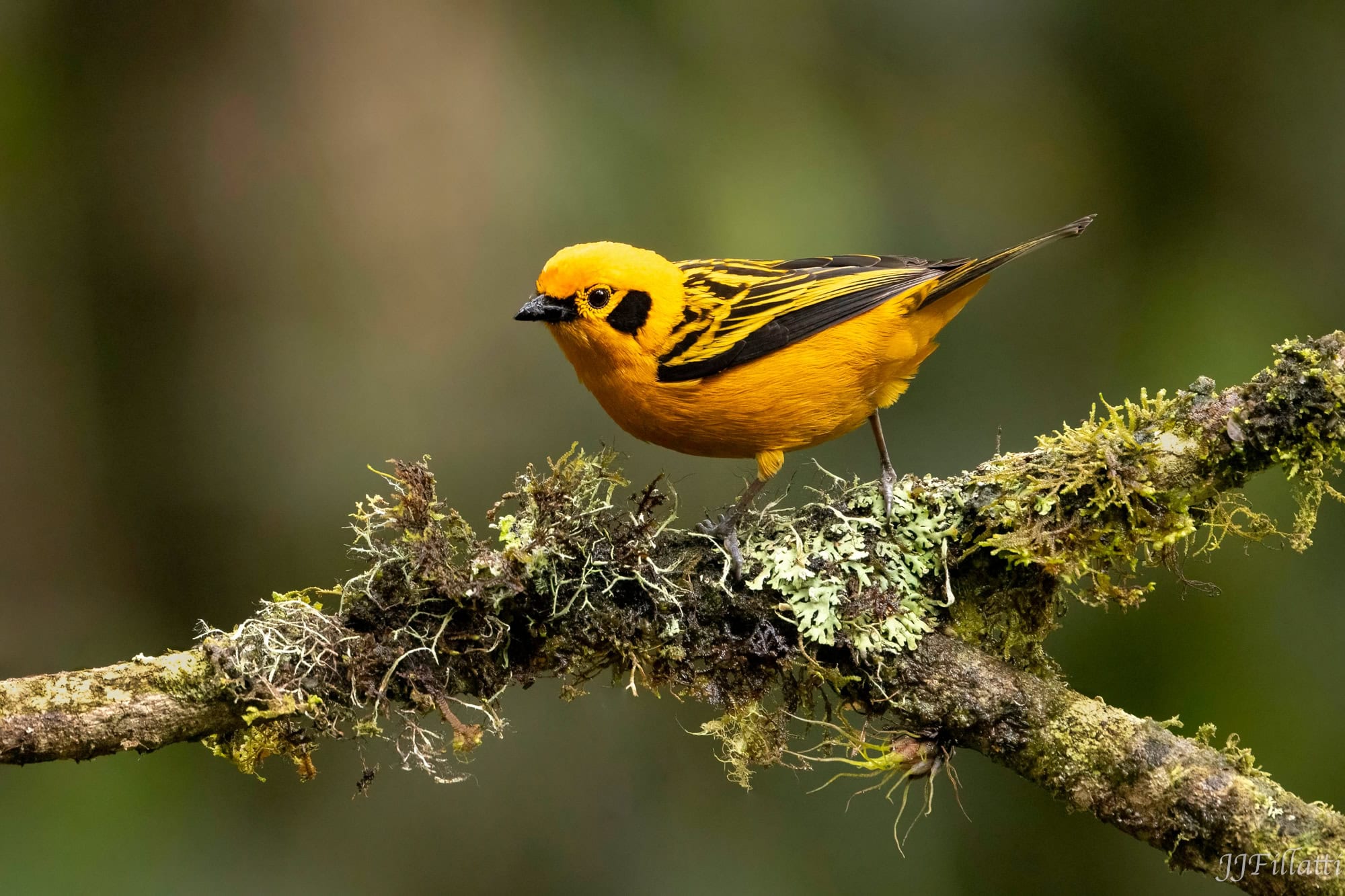 bird of colombia image 60